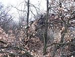 Pont az ösvény felett inog
