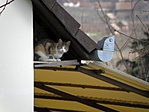 Cicus
