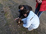 Édes kis kutya