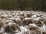 Homokbucka és fűkocka között valahol félúton - porcukorral :)