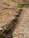 A névadók