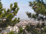 Feketefenyők