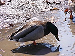 vadréce