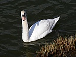 hattyú