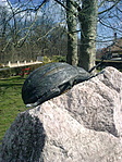 Krumplibogár