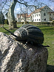 Krumplibogár