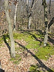 mohaszőnyeg