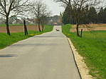 Őz az uton