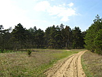 Fenyves a homokon