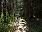sűrű erdő
