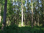 fény-fa