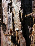 kéreg