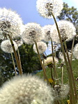 Taraxacum officinale