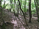 Beszűrődő napfény