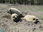 Disznók
