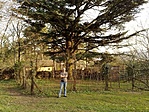 A cédrussal