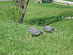 Gyöngytyúkok