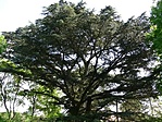 cédrus