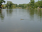 Kiskacsák