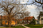 az eperfa