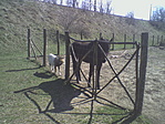 a tanya lakói