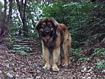 Pihenő
