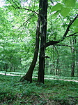 Ölelkezve