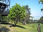 Gömb és Balaton