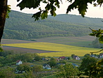 Távoli repcemező