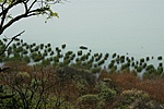 Sajkodi part
