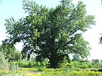 Nagyfa