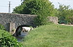 tehénke