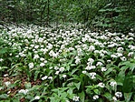 medvehagyma