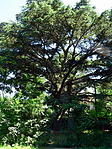 Libanoni cédrus