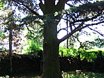 Cédrus