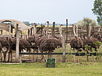 Madarak