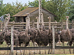 Madarak2