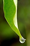 cseppecske1