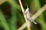 ázva-fázva