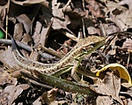 Érdekes farok