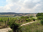 Szőlők, a távolban Nadap