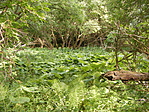 Lapulevélerdő