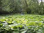 Lapulevélerdőben