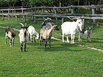 Vadkecskék