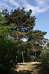 Fenyőfák_1