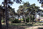 Fenyőfák_2