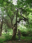 Parkban
