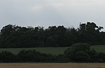 Csepely-kiserdő
