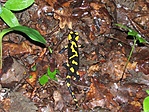 Szalamandra