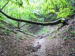 vízmosás